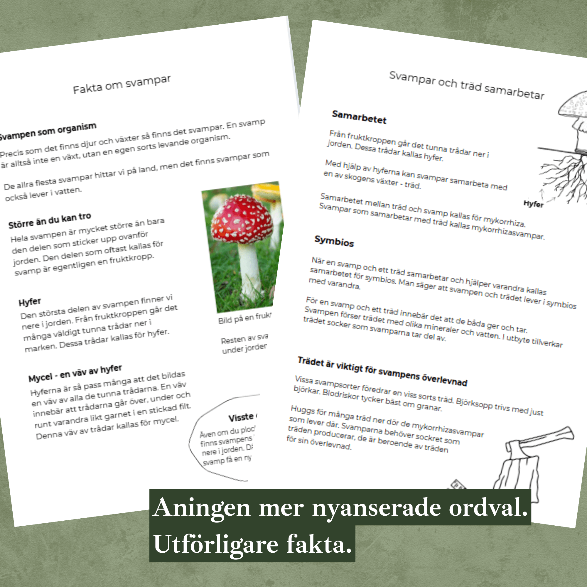 Svampar differentierat material. Faktatexter i två nivåer, svampens delar, mattesvamp, skriva egen faktatext