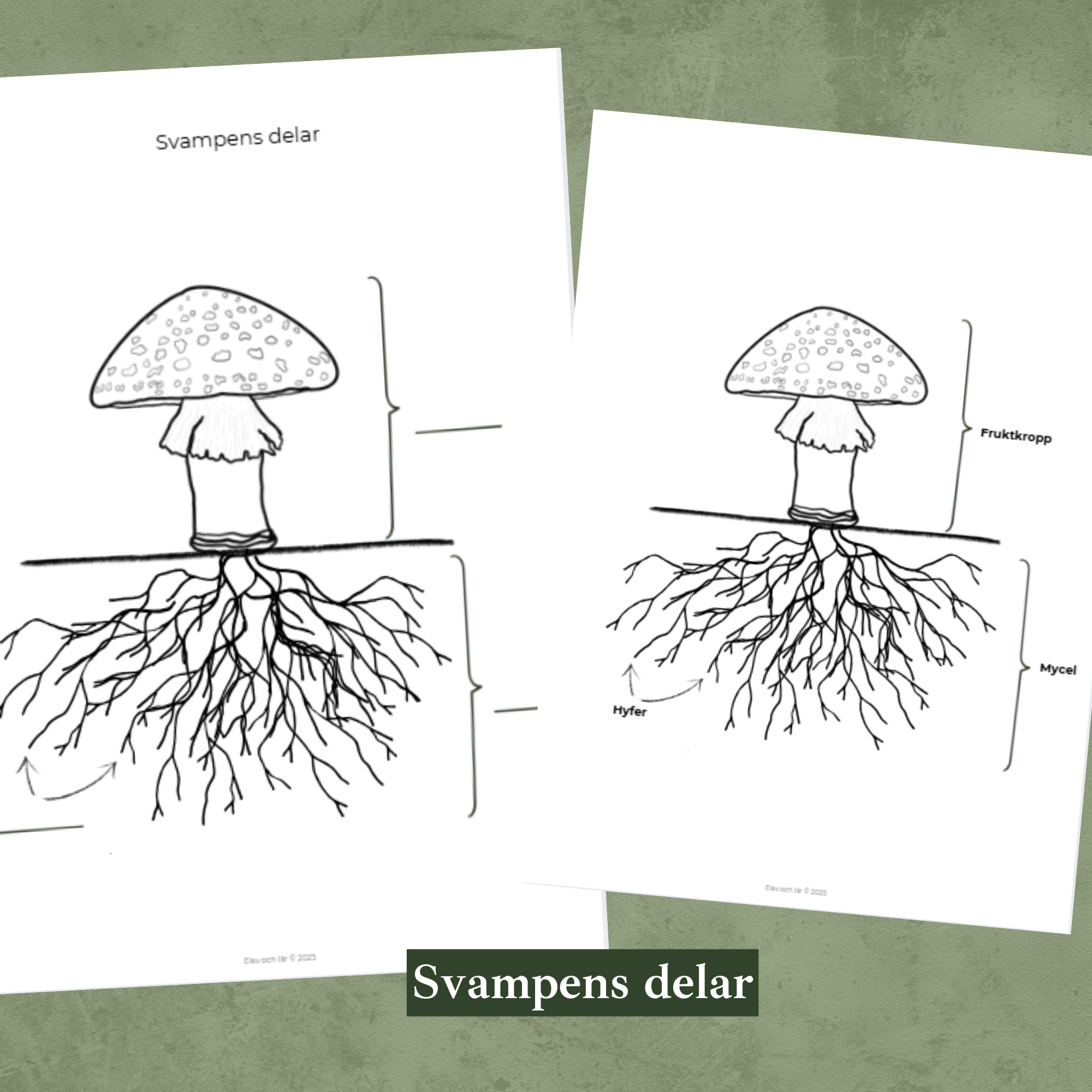 Svampar differentierat material. Faktatexter i två nivåer, svampens delar, mattesvamp, skriva egen faktatext