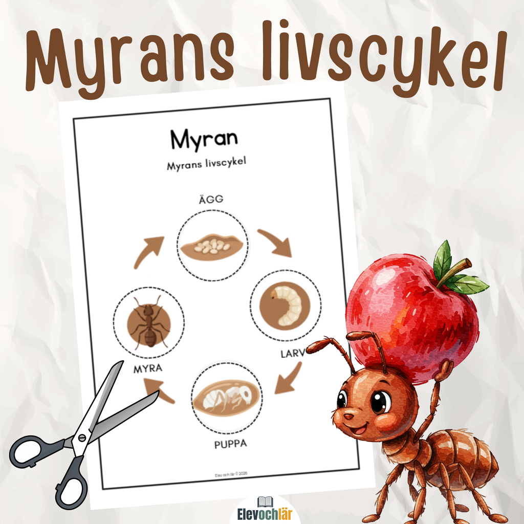 Myrans livscykel