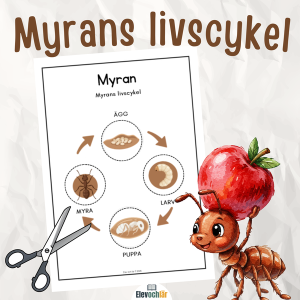 Myrans livscykel