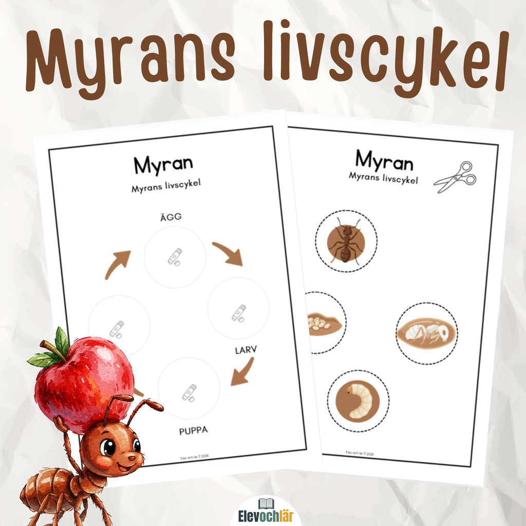 Myrans livscykel