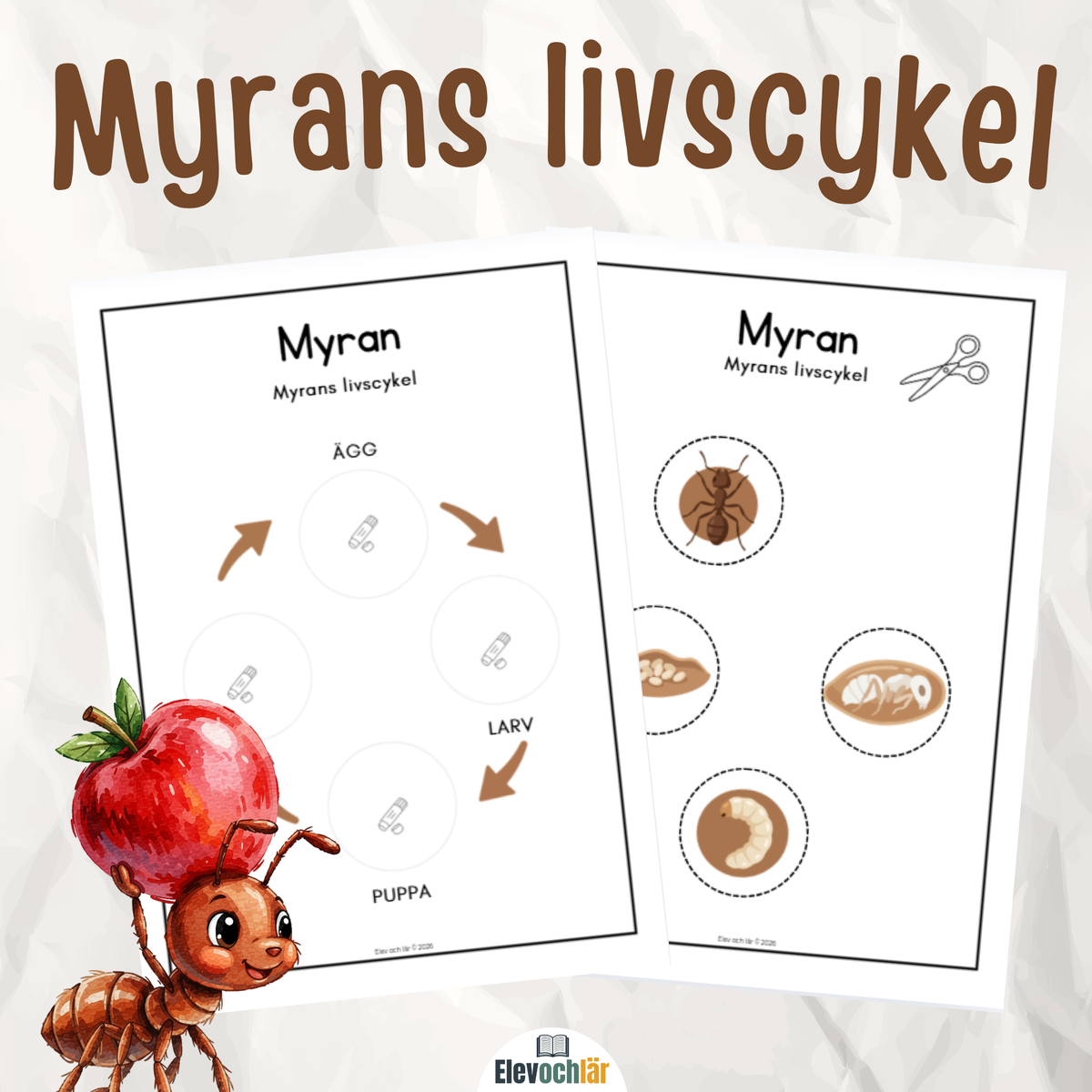 Myrans livscykel