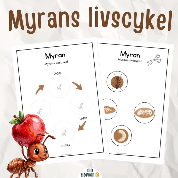 Myrans livscykel